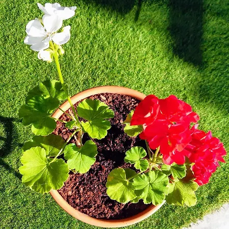 Casa Do Patio